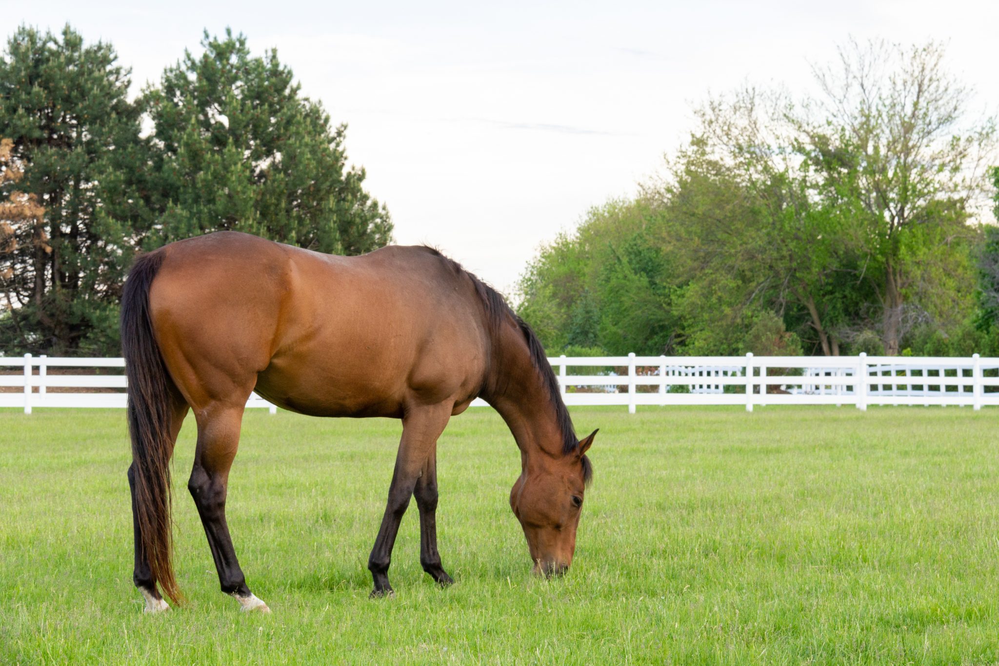 Horse Paddock Grass Seed