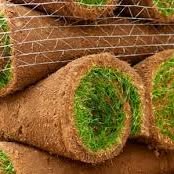 Turf
